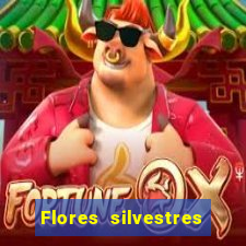 Flores silvestres brasileiras 25